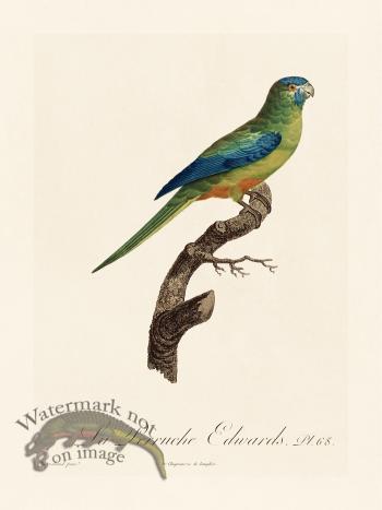 Barraband Parrot 068